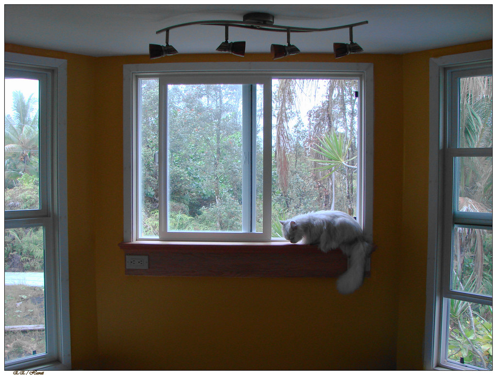 Vinyl Windows Services Kirkland, WA